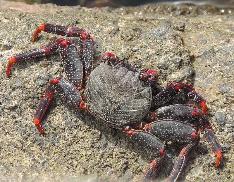 Rock Crab - Grapsus adscensionis.jpg