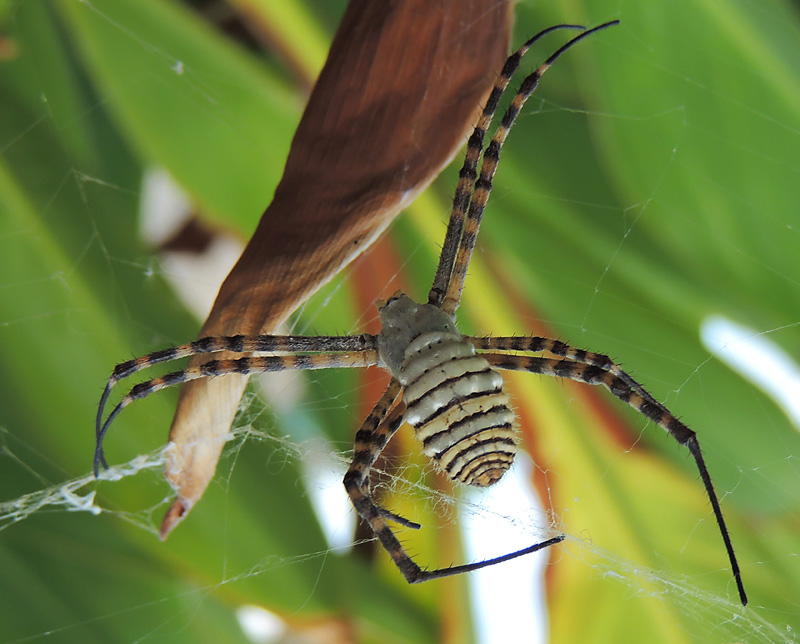 Argiope trifasciata, female.jpg