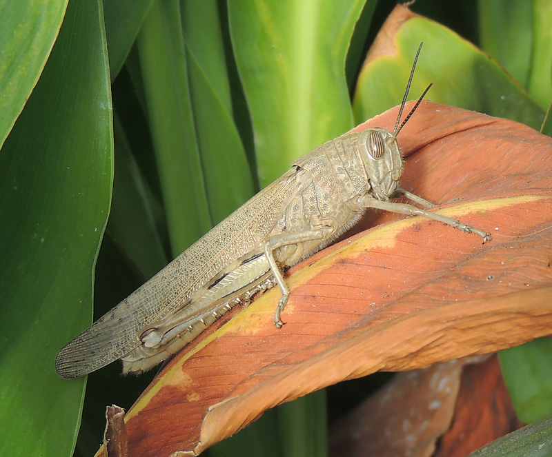 Anacridium aegyptum - Egyptian grasshopper.jpg