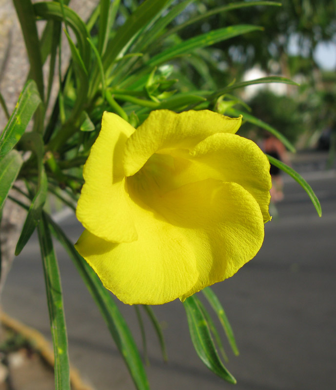 Thevetia peruviana - Yellow Oleander.jpg