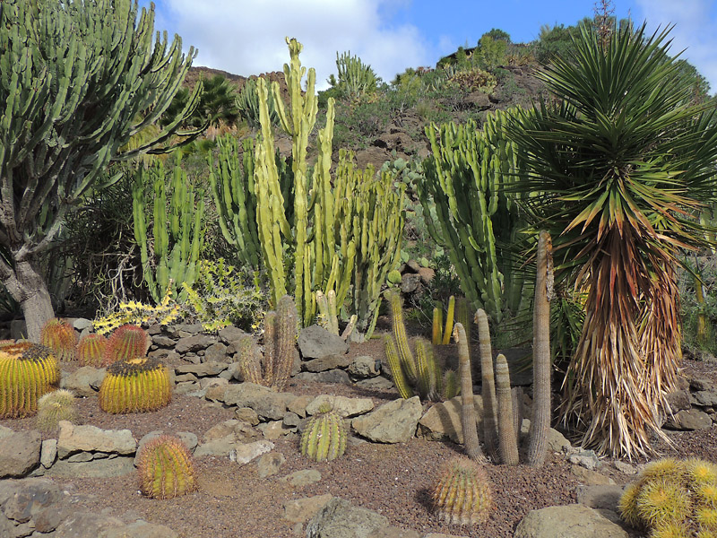 Cactus Palmitos.jpg