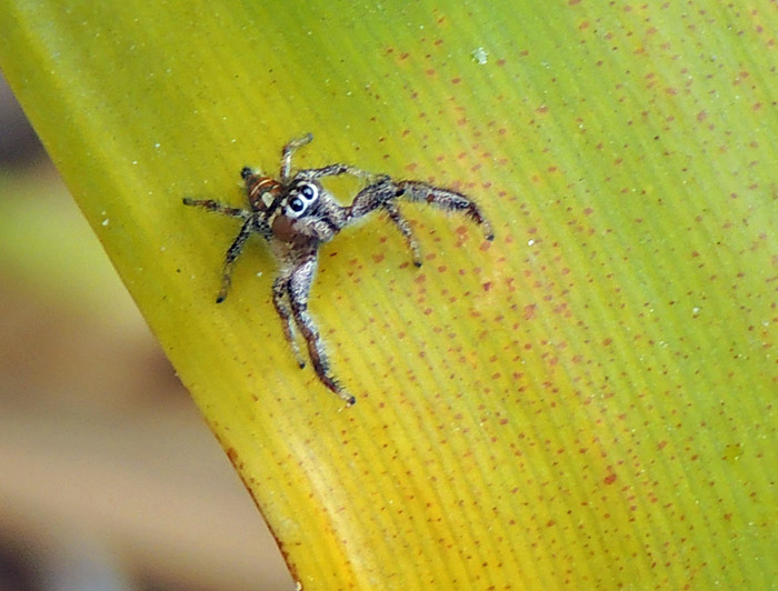 Thyene imperialis - Jumping spider .jpg