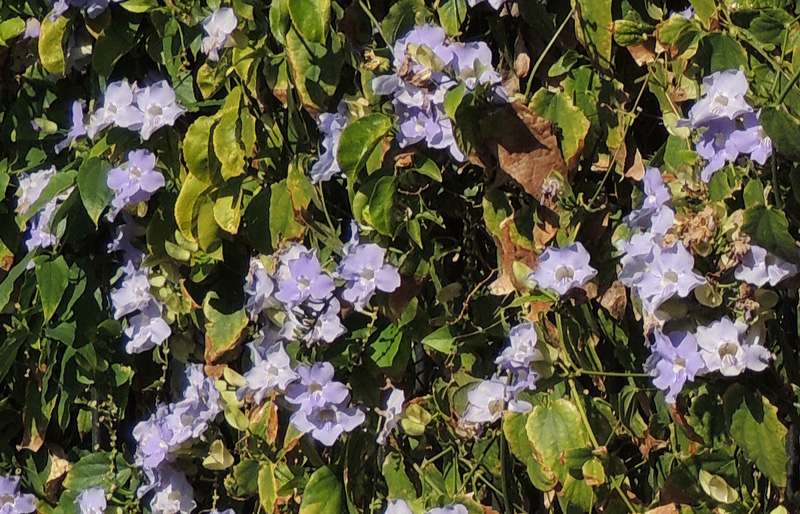 Thunbergia grandiflora - Blue Trumpet Vine