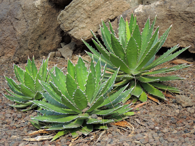 Small Aloe vera.jpg