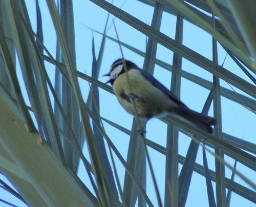 Canary Island Blue Tit - Cyanistes teneriffae.jpg