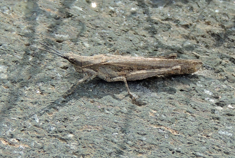 Pygomorpha conica,female jpg