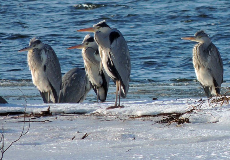 Grey Herons.jpg