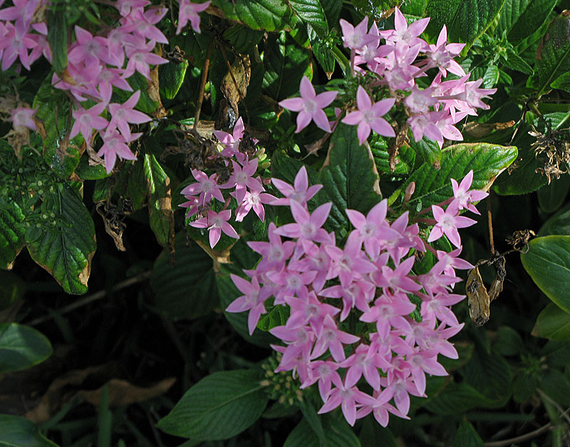 Pink Garland Star flower.jpg