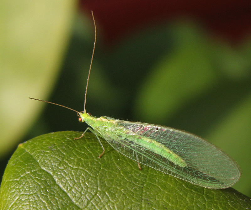 Guldgonslnda - Chrysopidae .jpg