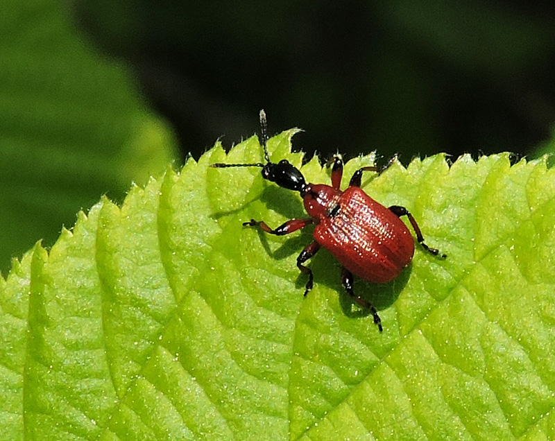 Apoderus coryli - Hasselrullvivel  .jpg