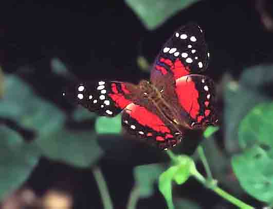 Red Coolie - Anartia amarthea.jpg