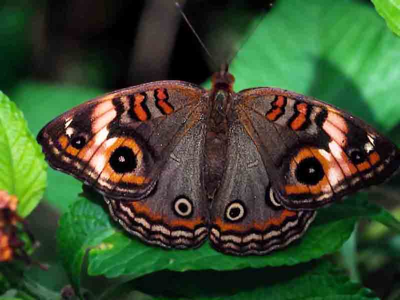 Buckeye butterfly.jpg