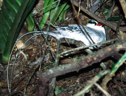 Red-billed Tropicbird.jpg