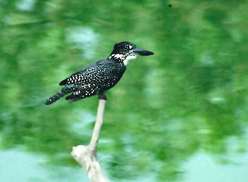 Giant Kingfisher .jpg