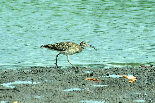 Whimbrel.jpg