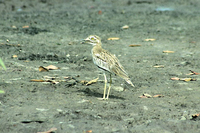Thick-knee.jpg