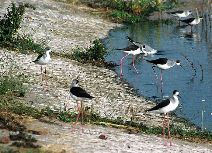 Black-winged stilts 2.jpg