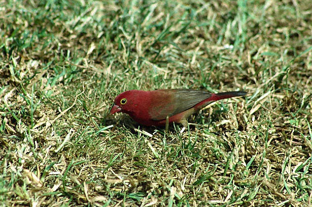 Red-bellied Firefinch.jpg