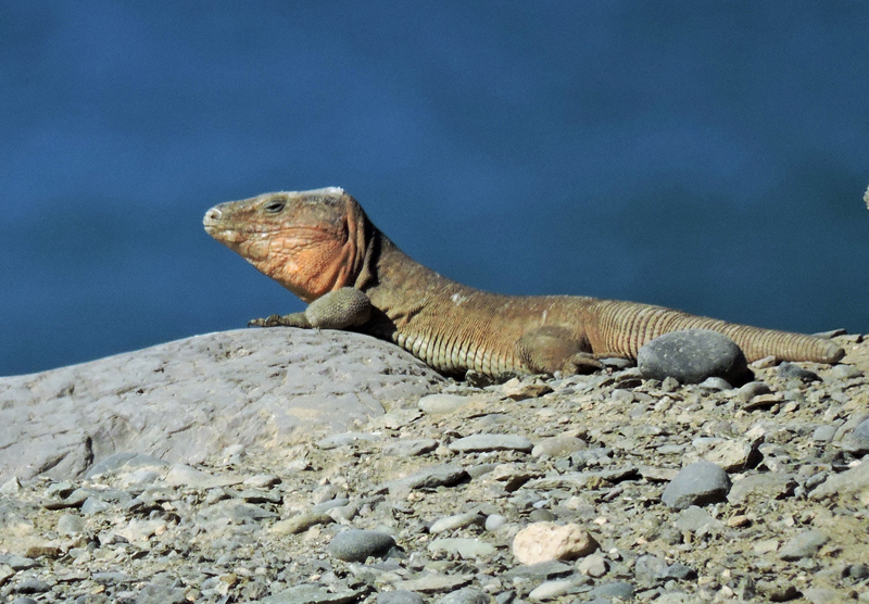 Gran Canaria Giant Lizard sunbathing.jpg
