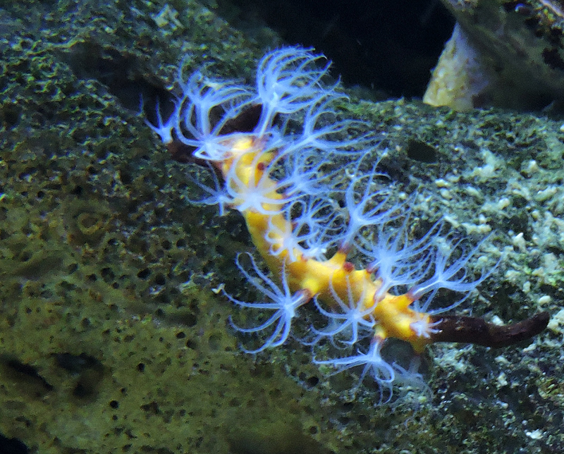Sea slug.jpg