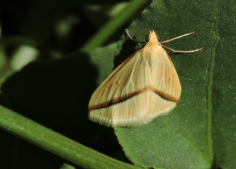 Rhodometra sacraria  - The Vestal.jpg