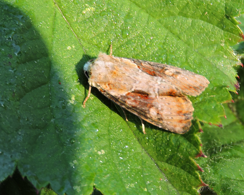 Halvbrunt ngsfly -Apamea ophiogramma  .jpg