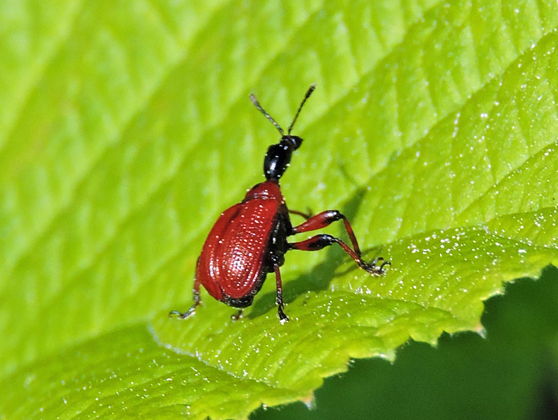 Attelabidae - Rullvivlar 