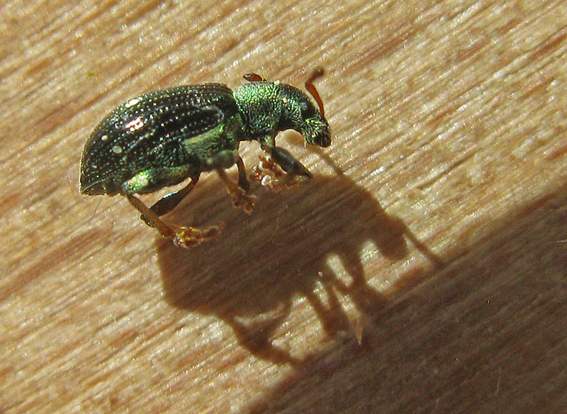 Phyllobius viridicollis - Kraglvvivel.jpg