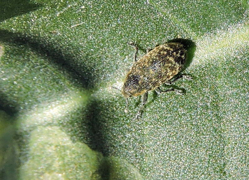 Rhinocyllis conicus - Musk Thistleweevil.jpg