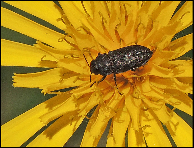 Anthaxia similis - Svart praktbagge  .jpg