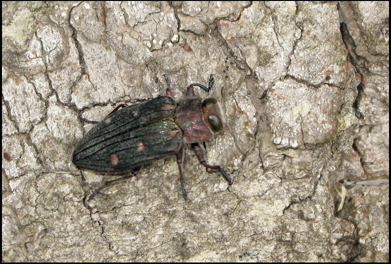 Chrysobothris affinis - Bokpraktbagge .jpg