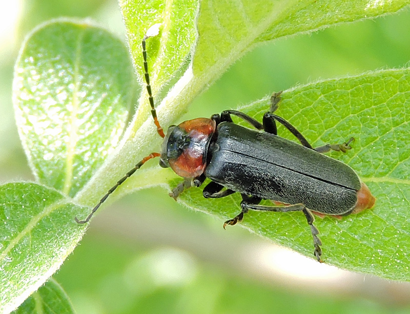 Flugbaggar - Cantharidae