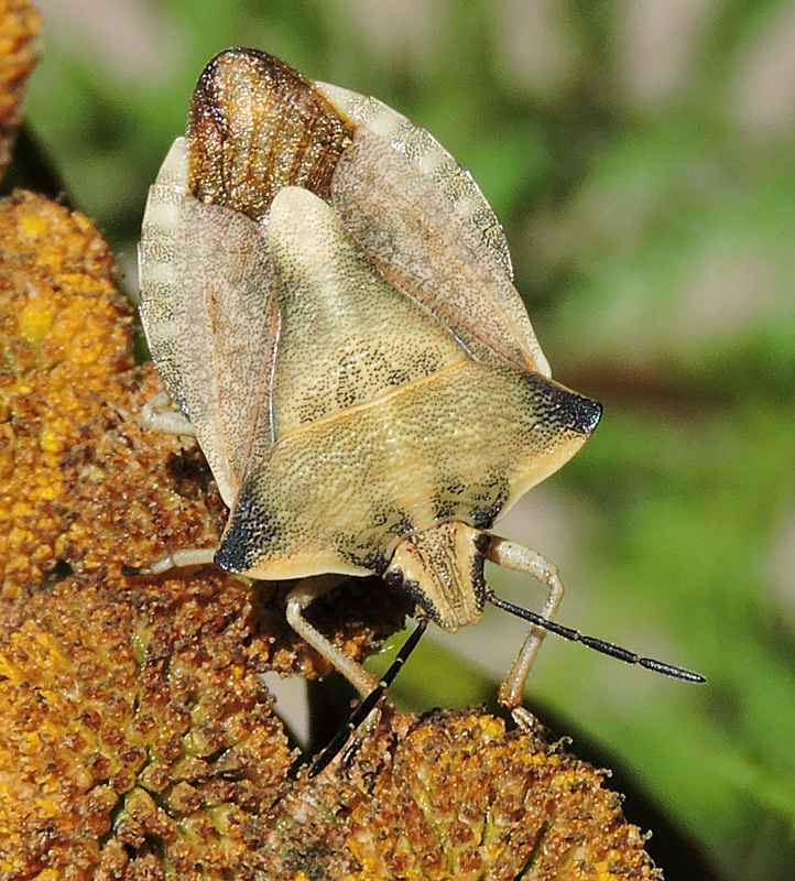 Carpocoris fuscispinus - Bred bärfis.jpg
