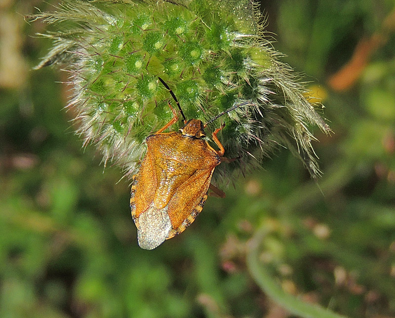 Carpocoris purpureipennis - Purpurbärfis .jpg