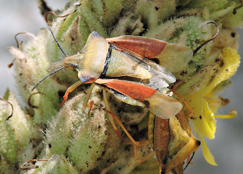 Carpocoris fuscispinus - Bred bärfis.jpg