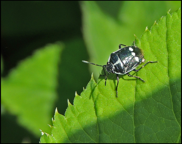 Eurydema oleracea - Rapssugare .jpg