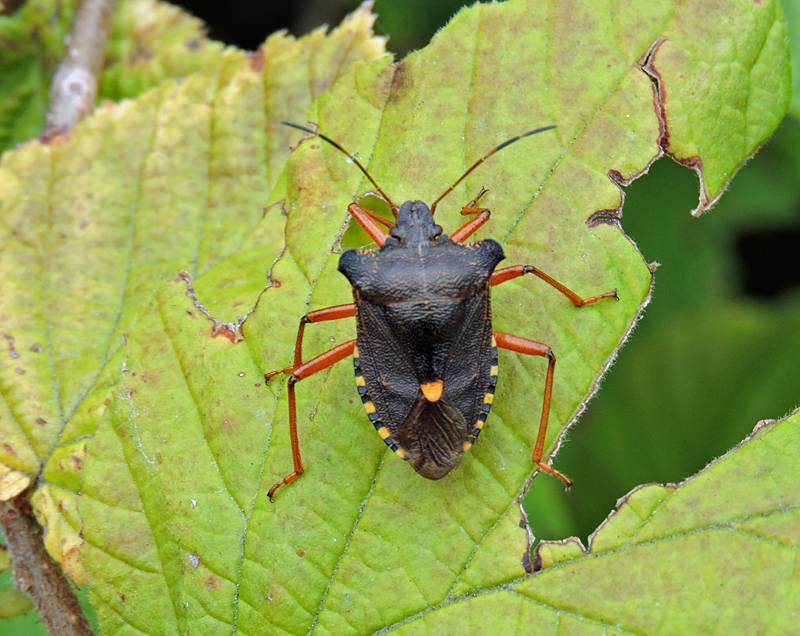 Pentatoma rufipes - Rödbent bärfis .jpg