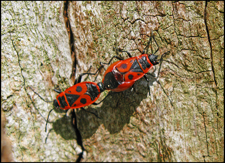 Pyrrhocoris apterus - Eldlus.jpg