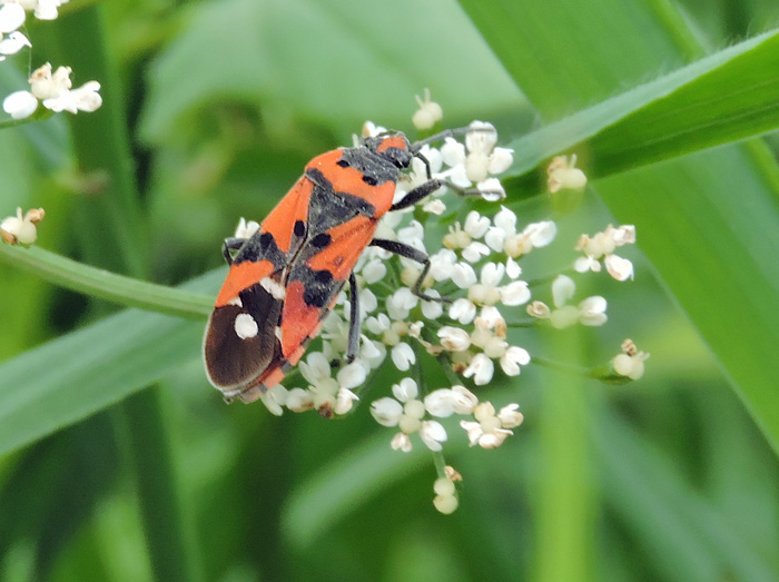 Lygaeus equestris - Riddarskinnbagge .jpg