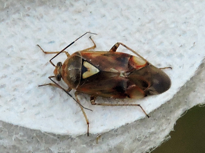 Deraeocoris ruber.jpg