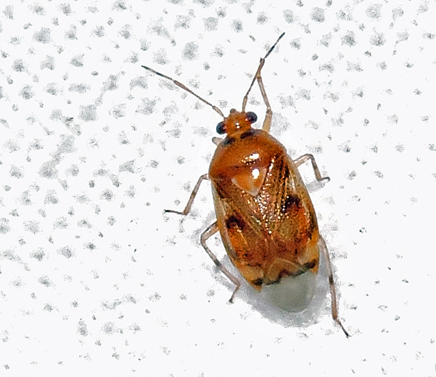 Deraeocoris lutescens.jpg