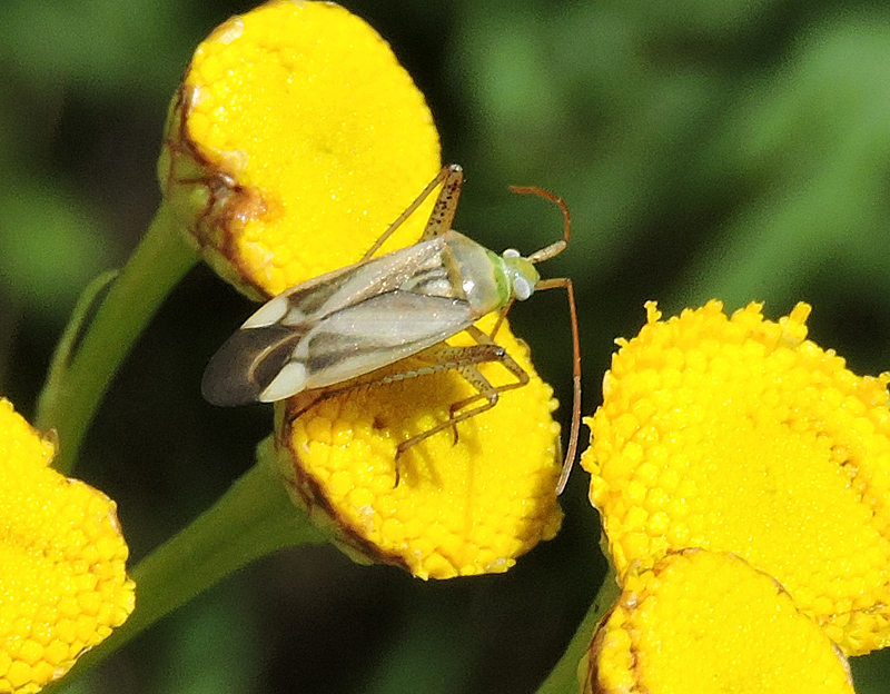 Plagiognathus chrysanthemi 1.jpg