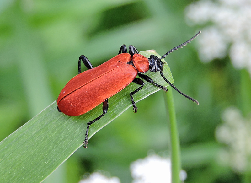 Kardinalbaggar - Pyrochroidae