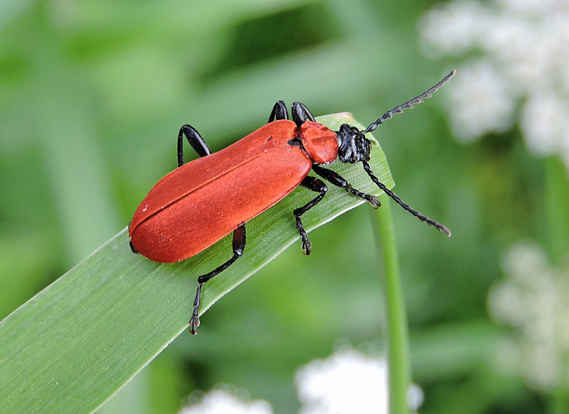 Pyrochroa coccinea - Stor kardinalbagge .jpg