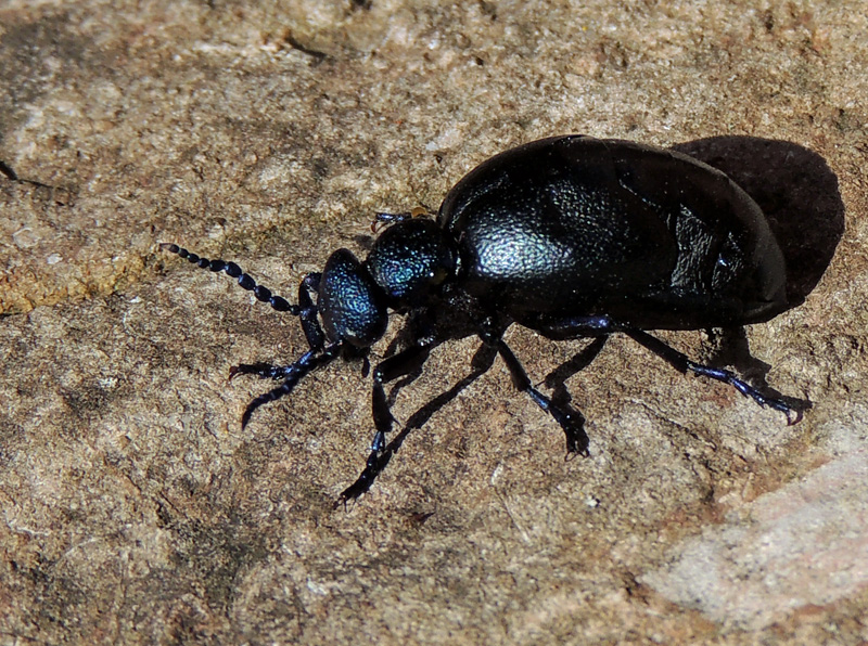 Oljebaggar - Meloidae