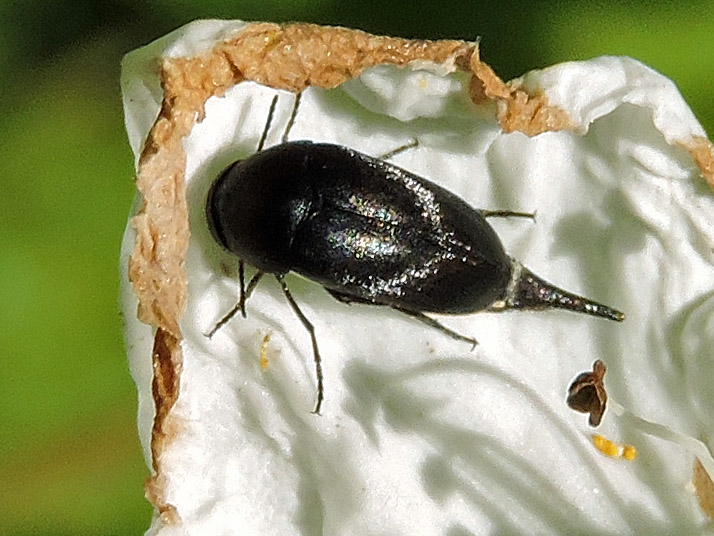 Tornbaggar - Mordellidae