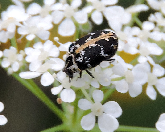 Anthrenus scrophulariae - Common Carpet Beetle.jpg