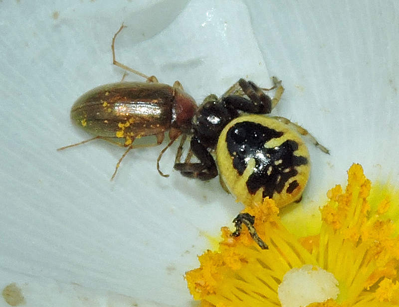 Synaema globosum.jpg