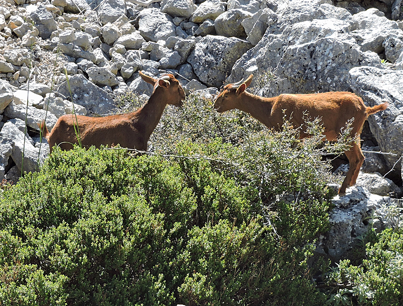 Boquer Valley - Goats.jpg