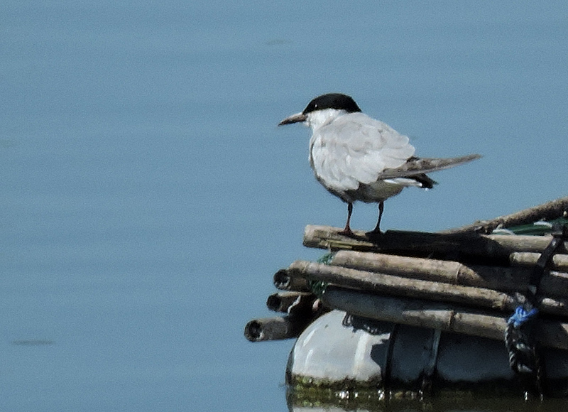 Whiskered Tern - Skggtrna .jpg